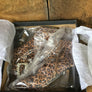 Betsy Johnson Idris Boots NIB