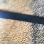 J.Crew Black Belt
